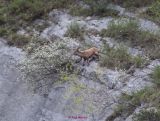 Steinbock0000